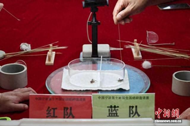 10月1日，宁津第十三届全国蟋蟀邀请赛闭幕。图为比赛现场。 郑毅 摄