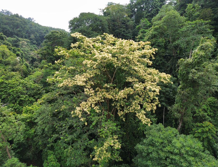 正在开花的千果榄仁（资料图）。新华网发（岩光 摄）