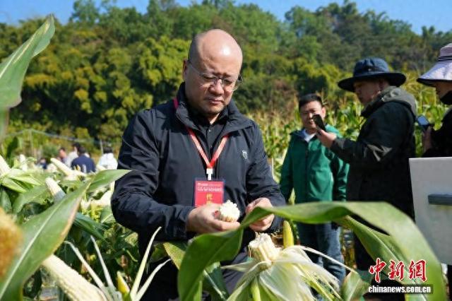 1月9日，参会嘉宾在位于云南芒市的德宏师范学院鲜食玉米试验基地观摩考察。王世蕊 摄