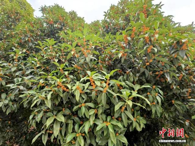 图为满园桂花次第开放。胡剑芳 摄
