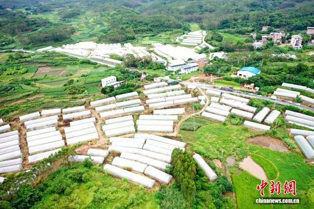 图为南宁市邕宁区新江镇那云甜瓜粮果蔬基地航拍图。徐肖玲 摄