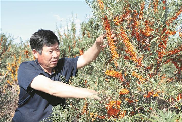 　　9月16日，九师一七○团六连职工刘俊华采摘沙棘果。 兵团日报常驻记者 苟汇敏 通讯员 王成营 摄